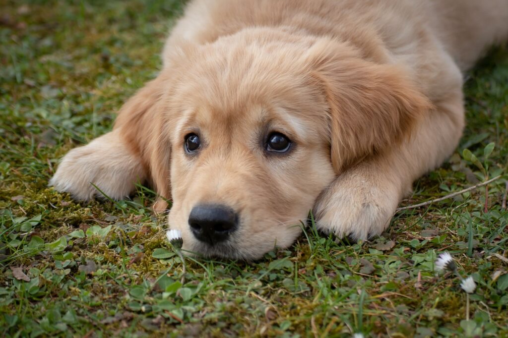 dog, puppy, golden retriever-4372036.jpg